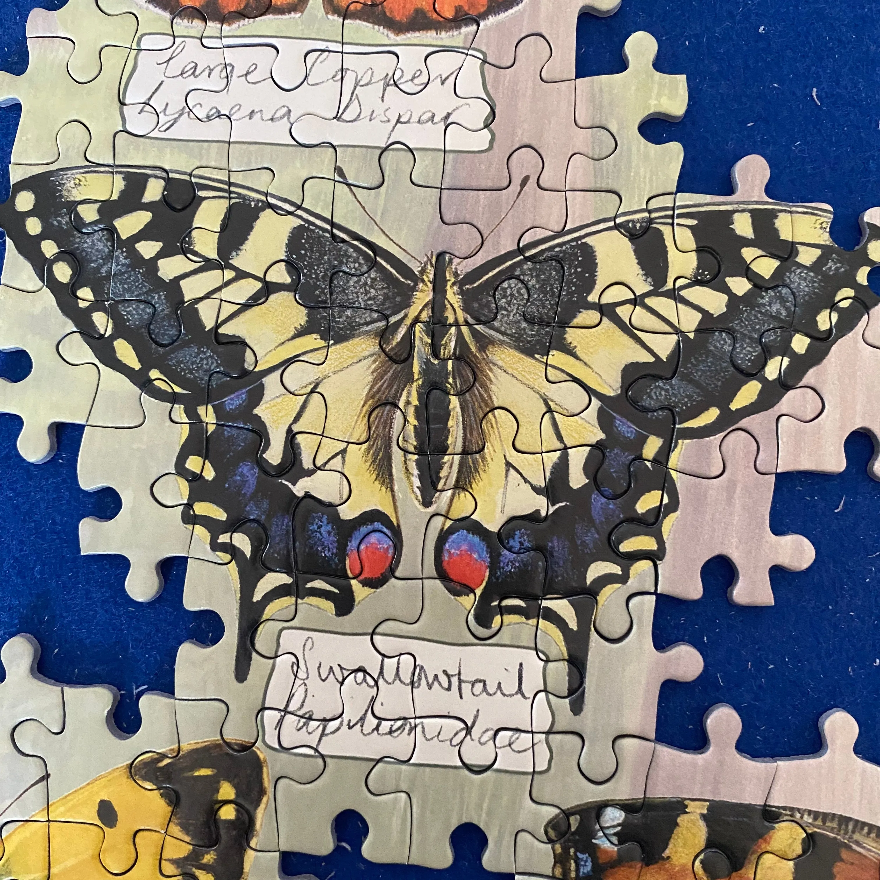 Beautiful Butterflies