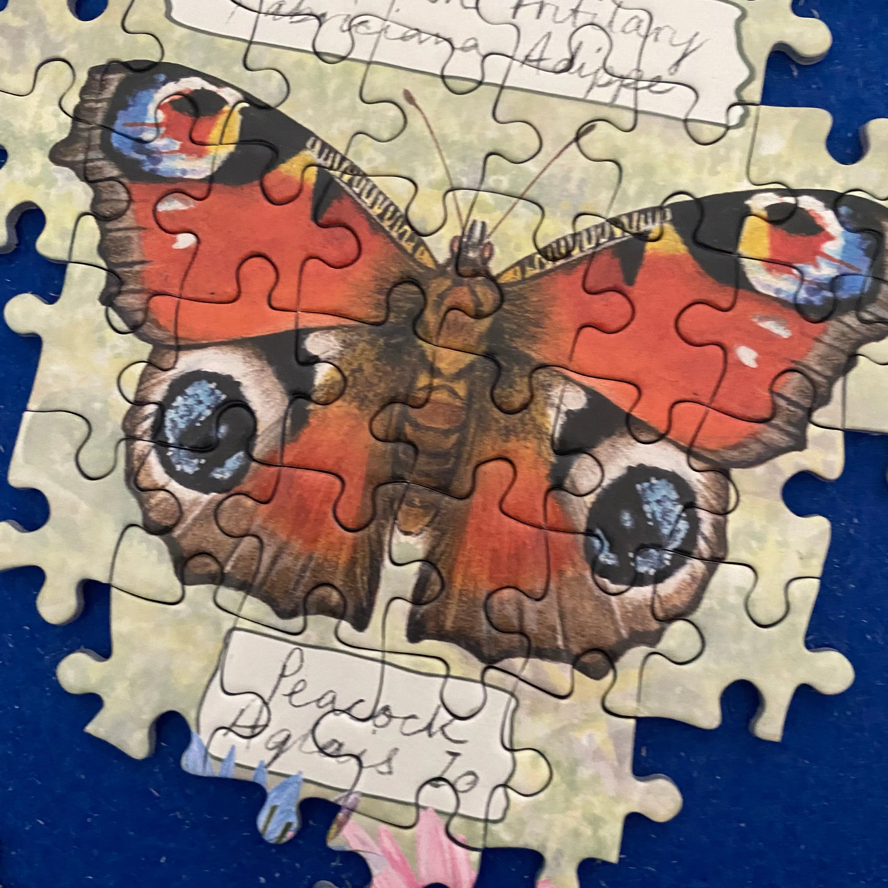 Beautiful Butterflies