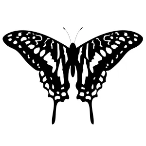 Butterfly 6