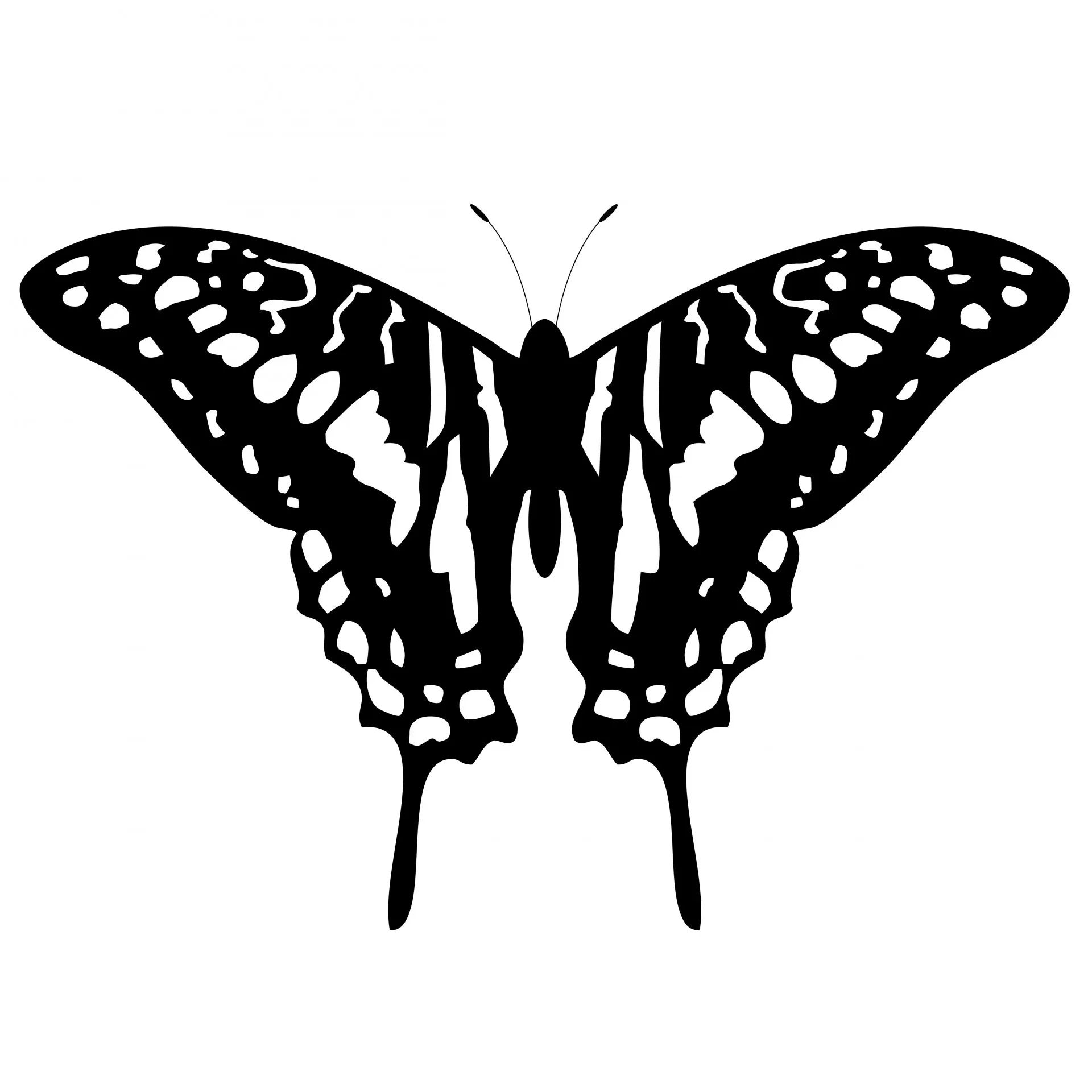 Butterfly 6