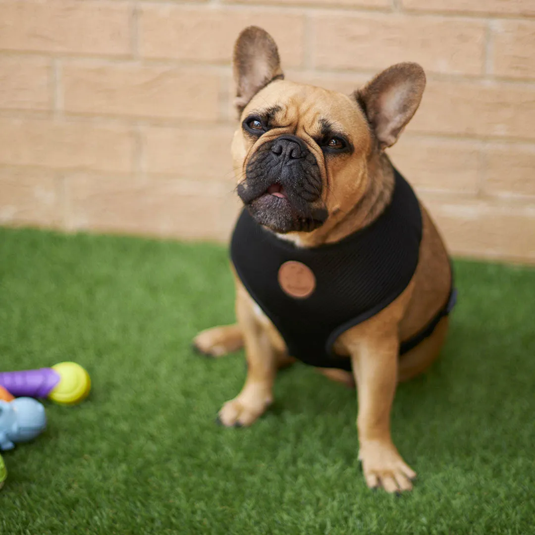 Classic Soft Walking Dog Harness - Black