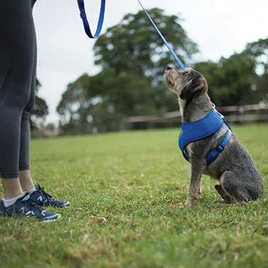 Classic Soft Walking Dog Harness - Blue