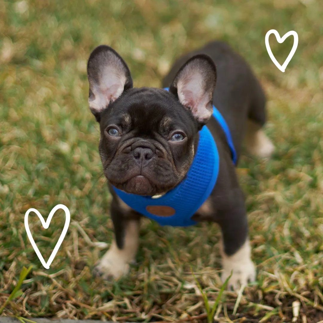Classic Soft Walking Dog Harness - Blue