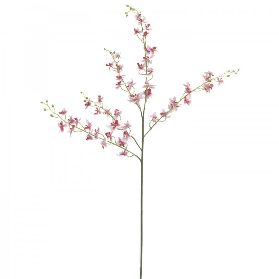Dancing Lady Orchid Pink