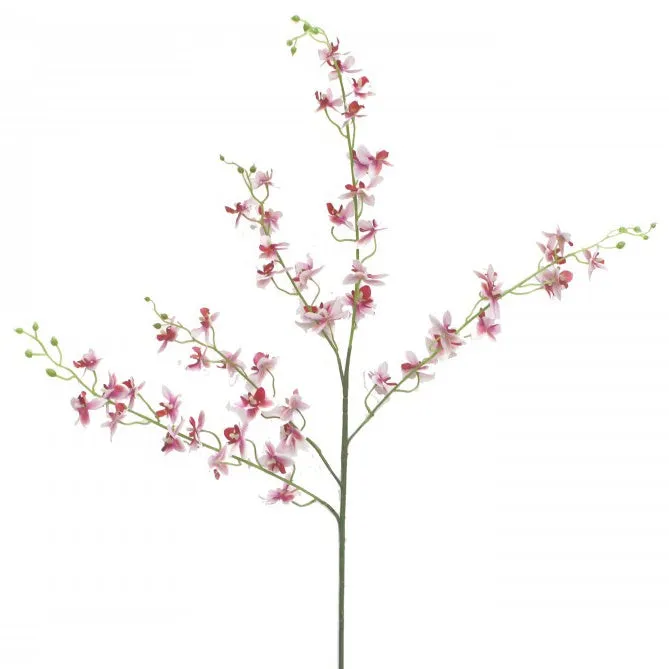 Dancing Lady Orchid Pink