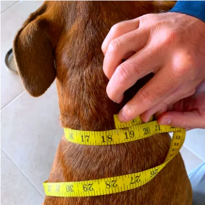 Leather Double Layer Cat Collar Customized