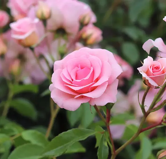 You're Beautiful Rose Bush