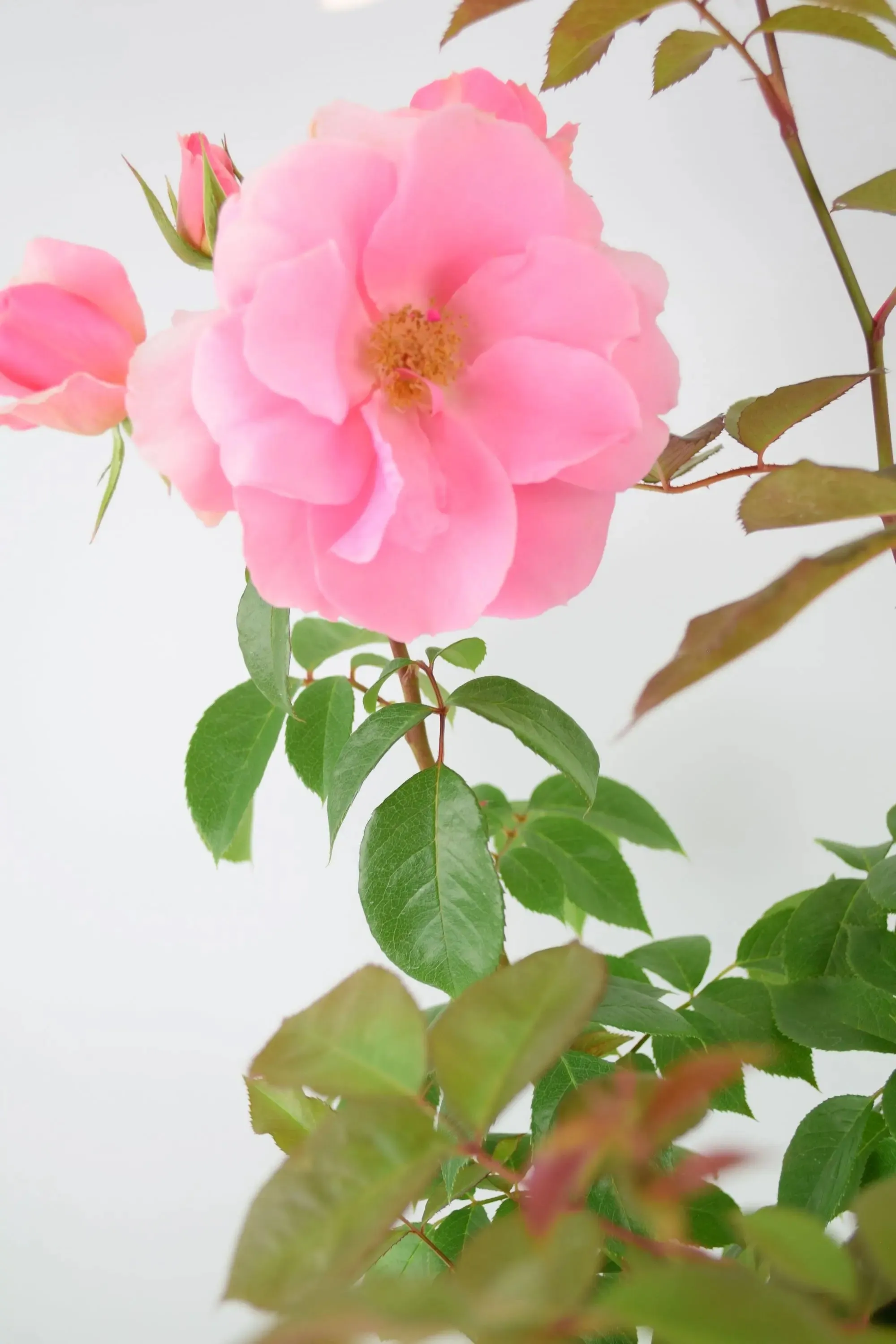 You're Beautiful Rose Bush