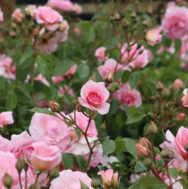 You're Beautiful Rose Bush